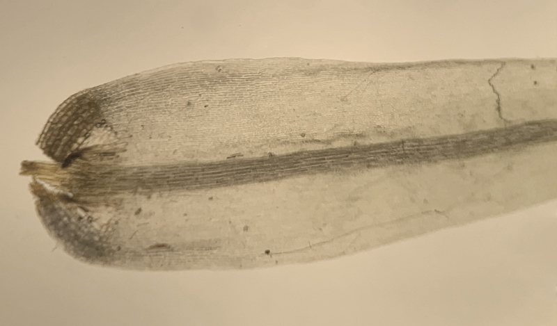 Dicranum brevifolium